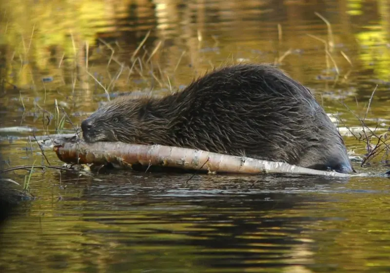 Beaver Safari