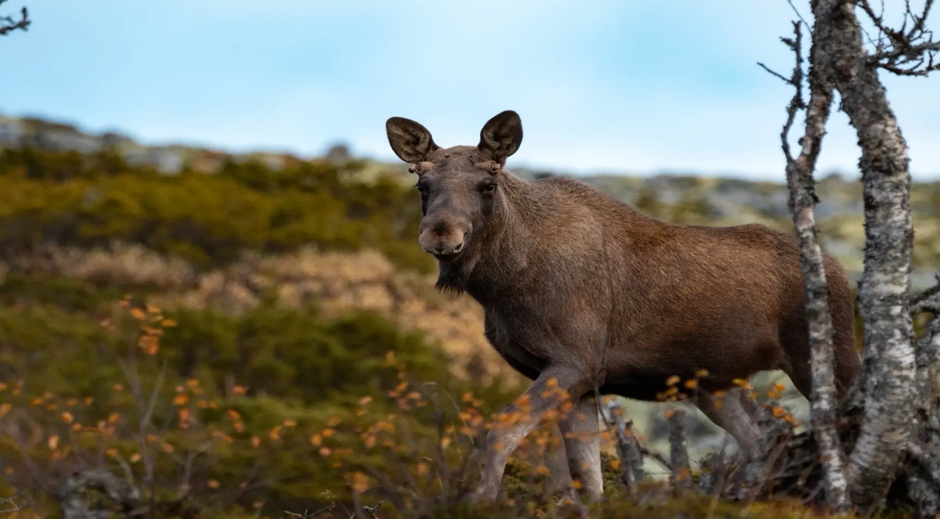 Moose Safari